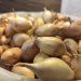 Specialists of the Krasnoyarsk Rosselhozcenter checked the quality of onion-sowing