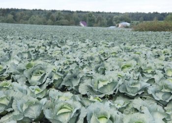 More than half of the total vegetable harvest in the Ivanovo region is harvested in one agricultural enterprise