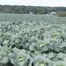 More than half of the total vegetable harvest in the Ivanovo region is harvested in one agricultural enterprise