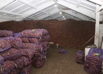 In the Irkutsk region, potatoes were harvested by a third more than last year