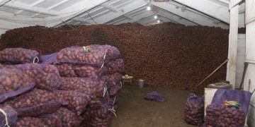 In the Irkutsk region, potatoes were harvested by a third more than last year