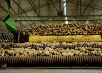 Potato packaging in the Amur region stores must meet all the requirements