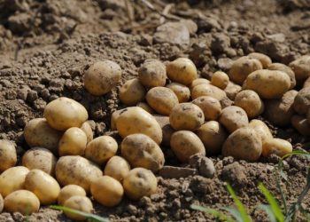Modern vegetable storages will allow preserving the harvested potato and vegetable harvest in the Sverdlovsk region