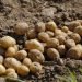 Modern vegetable storages will allow preserving the harvested potato and vegetable harvest in the Sverdlovsk region