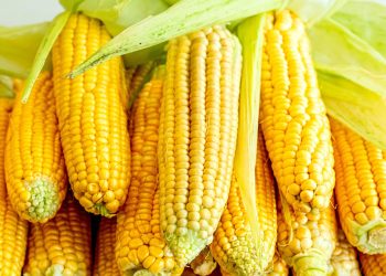 American hybrid corn has set a new world record for yield