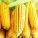 American hybrid corn has set a new world record for yield