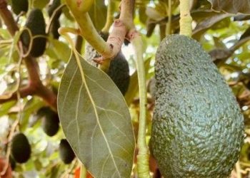 The consumer deserves good avocados, not mediocre fruit at too high a price