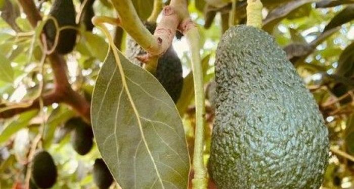The consumer deserves good avocados, not mediocre fruit at too high a price