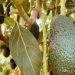 The consumer deserves good avocados, not mediocre fruit at too high a price