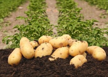 600 tons of super-elite potatoes will be grown in the Novosibirsk region