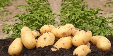 600 tons of super-elite potatoes will be grown in the Novosibirsk region