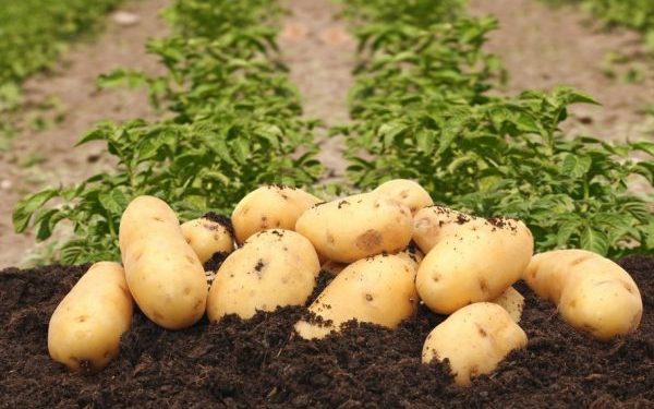 600 tons of super-elite potatoes will be grown in the Novosibirsk region
