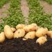 600 tons of super-elite potatoes will be grown in the Novosibirsk region