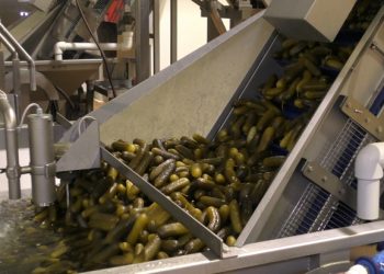 Vegetable processing volumes are increasing in the Volgograd region