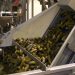 Vegetable processing volumes are increasing in the Volgograd region