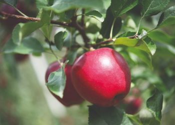 CIV at Interpoma Bolzano with the latest apple tree innovations – GIAPHAWEB