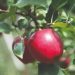 CIV at Interpoma Bolzano with the latest apple tree innovations – GIAPHAWEB