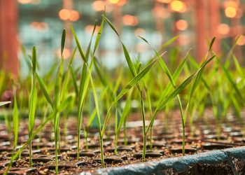 KWS posts significant growth in the first quarter – outlook raised