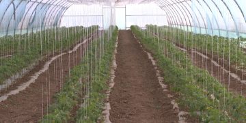 Astrakhanstat announced the preliminary results of agricultural micro-recording