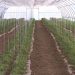 Astrakhanstat announced the preliminary results of agricultural micro-recording