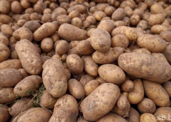 Belarusian farmers have completed potato harvesting