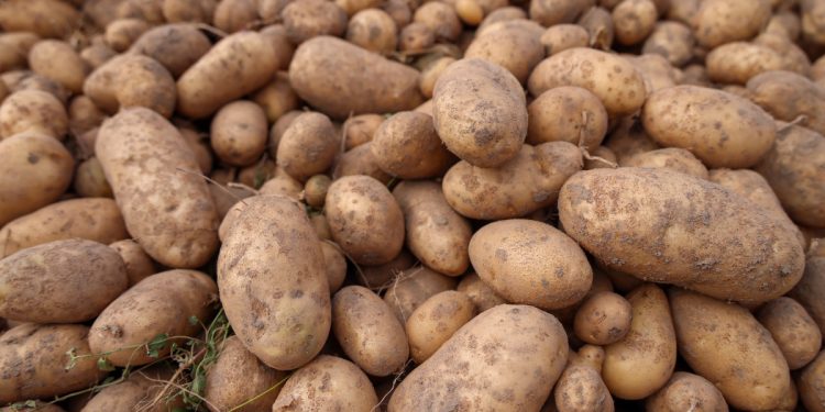 Belarusian farmers have completed potato harvesting