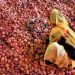 Onion arrival at Hubballi APMC comes down by 50%