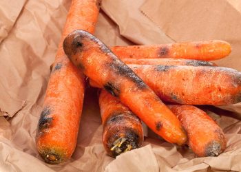 Why carrot crops rot during storage: common reasons and what to do