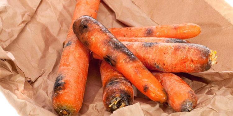 Why carrot crops rot during storage: common reasons and what to do