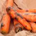 Why carrot crops rot during storage: common reasons and what to do