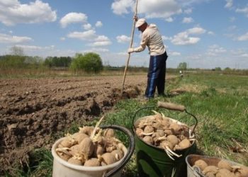 In Komi, by 2025, the volume of potatoes and vegetables of open ground will increase to 10 thousand tons