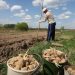 In Komi, by 2025, the volume of potatoes and vegetables of open ground will increase to 10 thousand tons