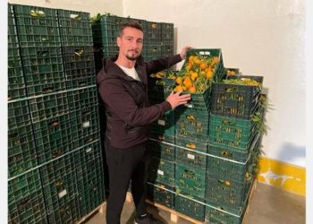 Optimism sales Italian Comune clementines