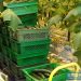 Volgograd vegetable growing will receive an additional 352.6 million rubles of state support