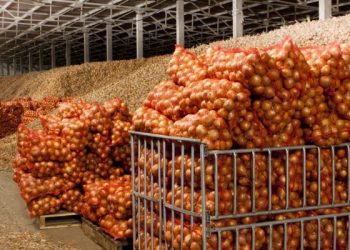 A record volume of potatoes, vegetables and fruits will be stored in the Russian Federation