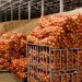 A record volume of potatoes, vegetables and fruits will be stored in the Russian Federation