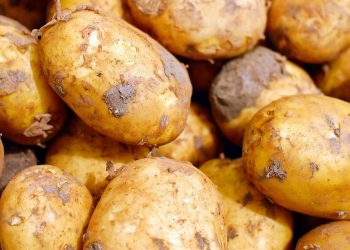 The capacity of Russian vegetable storages has broken a record