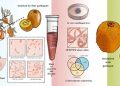 https://phys.org/news/2022-11-silver-nanoparticles-inhibit-pathogens-kiwifruit.html