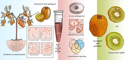 https://phys.org/news/2022-11-silver-nanoparticles-inhibit-pathogens-kiwifruit.html