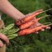 Owners of personal farmsteads of the Krasnoyarsk Territory will be able to receive grants for the development of vegetable growing