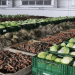 Six new vegetable storages will be built in Pavlodar region by the end of the year