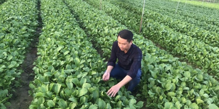 Digital transformation in agriculture and rural areas Part III: Hai Phong strives to build a database as a foundation for digital transformation