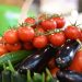 Production of vegetable products in Agdash increased by 10.3