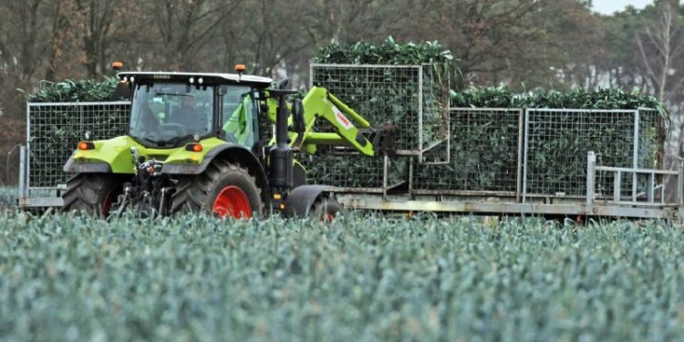 Dutch leek pays well in Germany