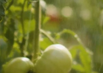 Over 95% of greenhouses in Bulgaria are currently empty due to dumping