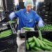 Fewer Flemish growers grow cucumbers, peppers and courgettes