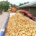 Onion growers benefit from an unprecedented market situation