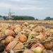 UIKC goes in search of the best onion producer