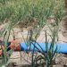 Fertigation doubles seed onion yield