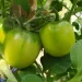 New standard set for improved quality greenhouse vegetables